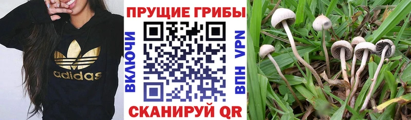 Купить где  Белоозёрский  Галлюциногенные грибы ЛСД 